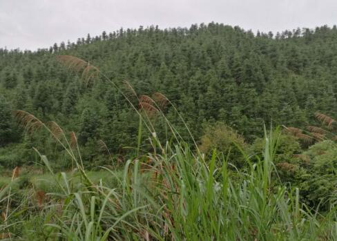 韶关市新丰县8880亩经济林项目寻求招商合作