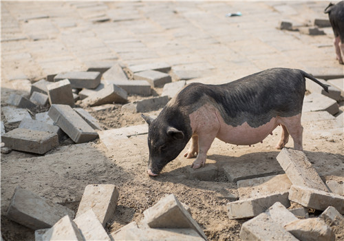 农村养猪：“公司+农户代养”模式的成本与利润分析