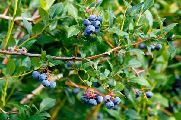 大棚蓝莓种植挣钱吗，附大棚蓝莓种植技术和管理