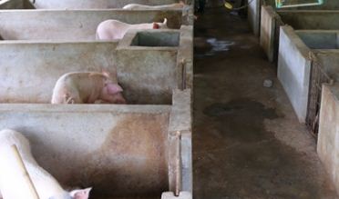 2019年养母猪赚钱吗？养殖技术要点是什么？