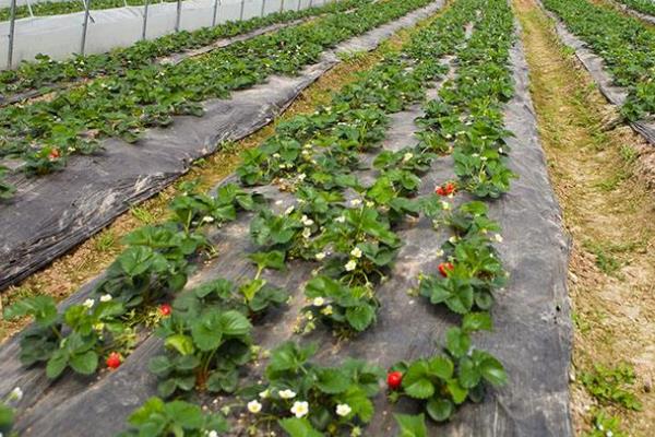 种植草莓需要多少资金，一亩大棚草莓利润多少