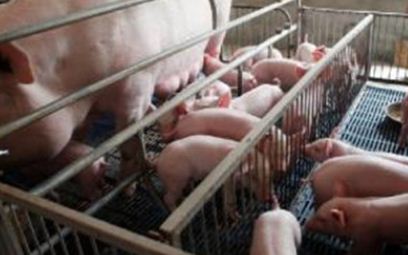 2019年养母猪赚钱吗？养殖技术要点是什么？