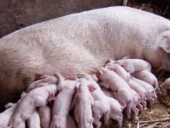 养母猪能赚钱吗？做到以下养殖技术要点还是能赚到钱的！