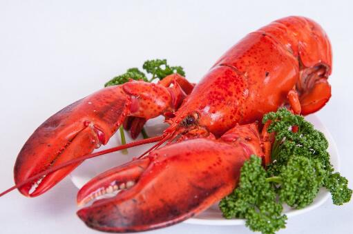 现在的红龙虾价格多少钱一斤？和澳洲龙虾有什么区别？