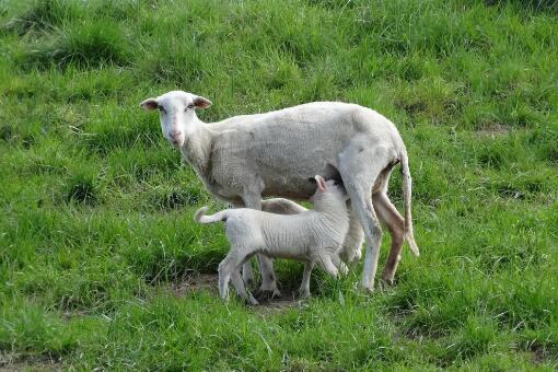羊从出生到出栏大概要多久？养殖技术有哪些？