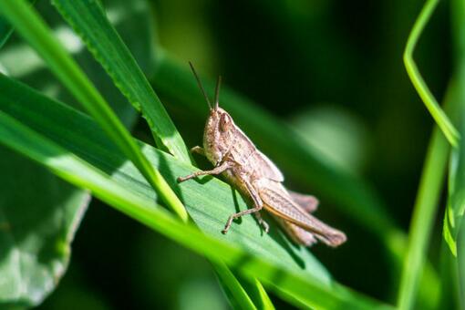 鸭子能灭蝗虫吗?怎么快速灭蝗虫?