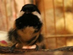 贝子鸟怎么分公母?