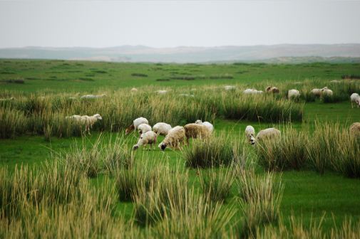 想养羊的话怎样审批养殖场？常见的养羊模式有哪些？