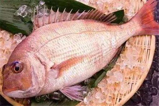 真鲷鱼价格多少钱一斤？怎么做好吃？
