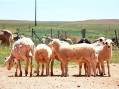 养羊的成本和利润是多少？以散养户和专业养殖户为例