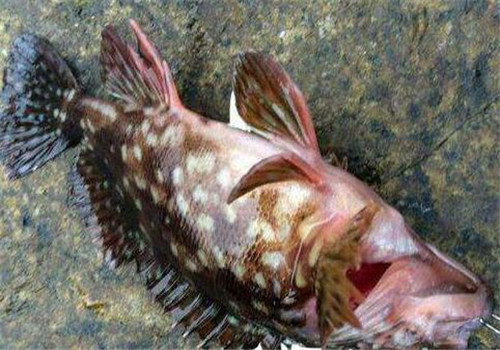 背鳍有毒的鱼“石九公”多少钱一斤？食用功效有哪些？