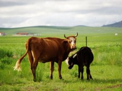 牛尾巴有什么作用？2020年养牛有没有补助政策？