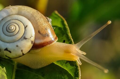 养蜗牛用什么土好？