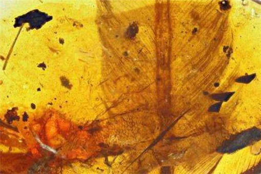 亿年前凶猛古鸟类是怎么被发现的？长什么样？