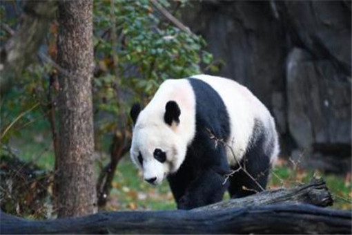 旅美大熊猫回国是怎么回事？将回到哪里？