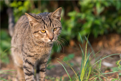 狸花猫