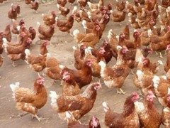 海兰褐蛋鸡苗价格是多少钱一只？附养殖技术要点