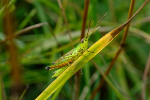 鸭子能灭蝗虫吗?怎么快速灭蝗虫?