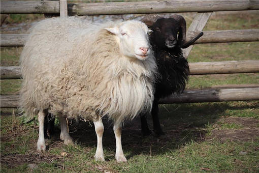 绵羊养殖前景如何