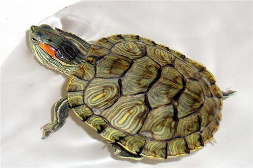 巴西龟怎么分公母