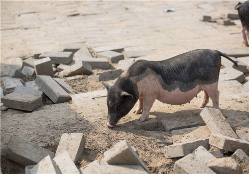 重庆：养猪达到一定规模可获贷款贴息政策！附成本及利润参考
