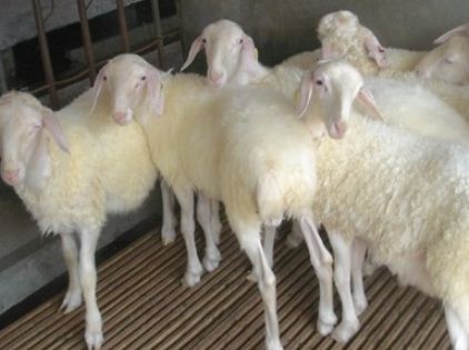 新手养羊的羊圈建造要注意什么？