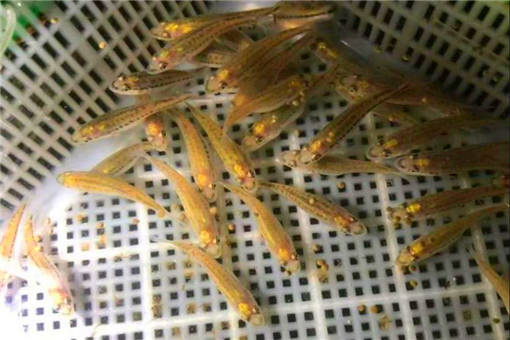 2020年加州鲈鱼价格多少钱一斤