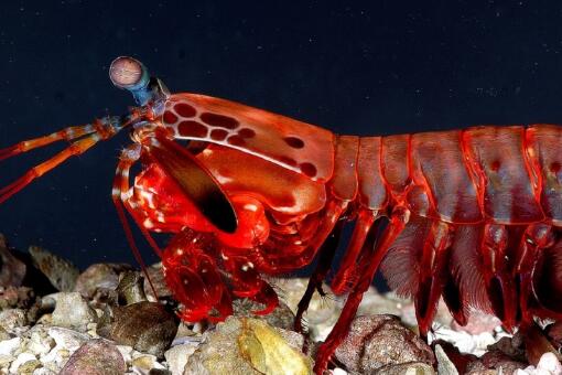 水中的红龙虾