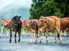 2019年活牛价格是多少？2020年会不会涨价？