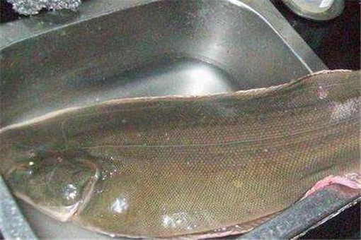 举世闻名的“皇帝鱼”价格一般多少钱一斤？