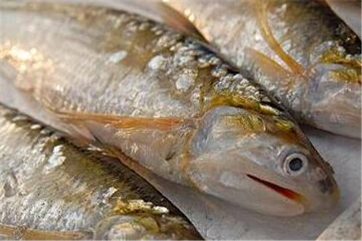 海刀鱼多少钱一斤？和江刀鱼如何辨别？