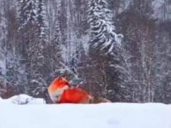 大兴安岭雪地现野生红狐！红狐到底是一种怎样的生物？