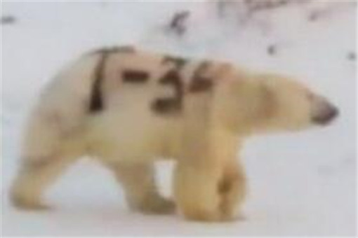 北极熊身上被涂字是怎么回事？被谁涂的？被涂字可以擦掉吗？