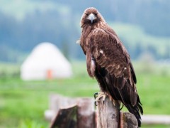 猛禽老鹰的尾巴有什么作用？比较常见的品种有哪些？