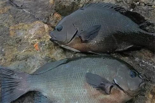 黑毛鱼市场价格多少钱一斤？它是什么鱼？
