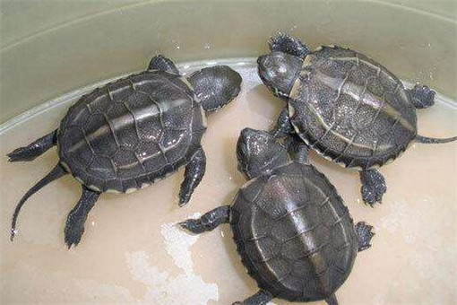 草龟与巴西龟的区别_巴西龟