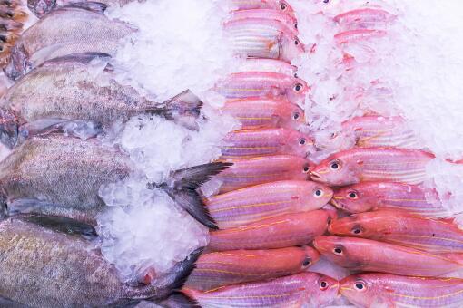 海南市场常见的海鱼有哪些？