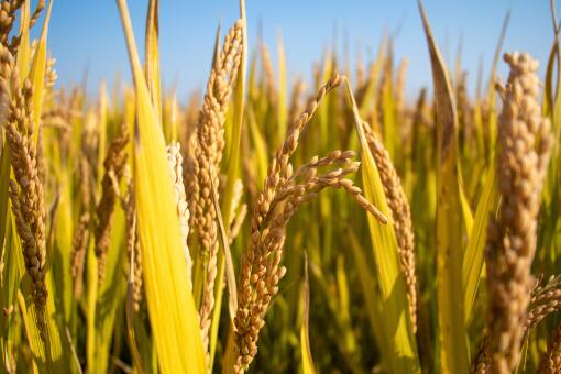 2020年湖南种植水稻补贴多少钱？什么时候发放？