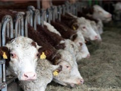 春季养牛的寄生虫病防治方法有哪些？养牛户都来看看！