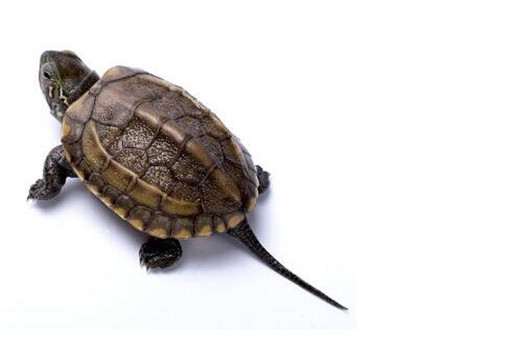 黄喉水龟和中华草龟的区别在哪？