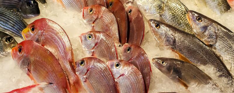 海南市场常见的海鱼有哪些？