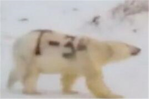 北极熊身上被涂字是怎么回事？被谁涂的？被涂字可以擦掉吗？
