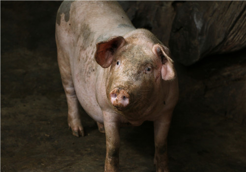 江苏省：出台恢复生猪生产扶持政策,2.61亿补助资金已下发！