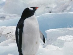 “海洋之舟”企鹅怎么繁殖？