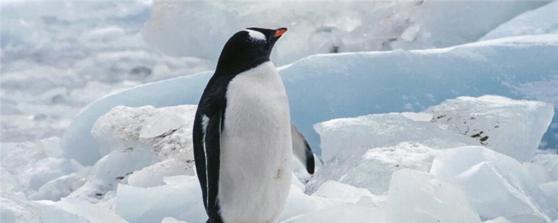“海洋之舟”企鹅怎么繁殖？