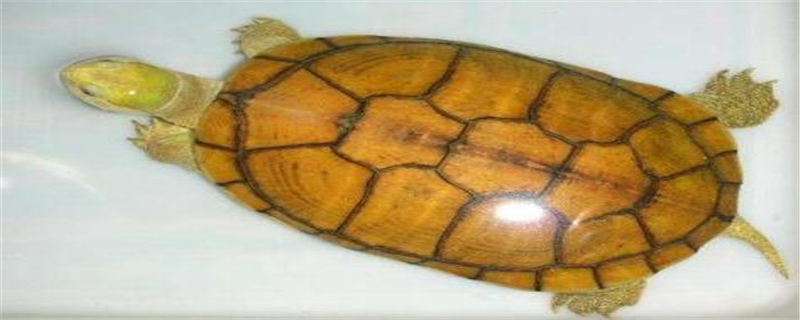 黄喉水龟和中华草龟的区别在哪？