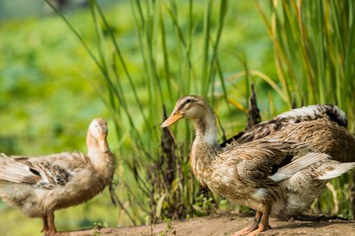 蛋鸭一平方能养殖几只？怎么养？养殖成本和利润如何？