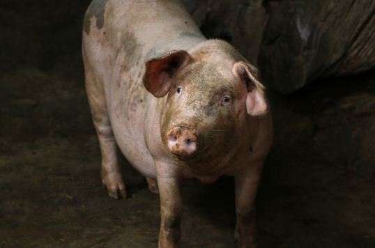 猪的尾巴有什么作用？2020年养猪行情预测会怎么样？