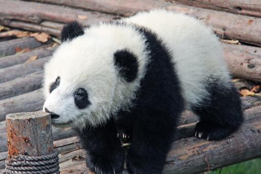 熊猫生活习性是怎样的