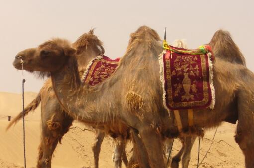 澳大利亚射杀骆驼的原因是什么？它是保护动物吗？